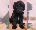 Small Photo #23 Bernedoodle Puppy For Sale in COOLIDGE, AZ, USA