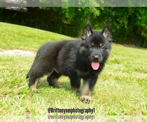 German Shepherd Dog-Sharberian Husky Mix Puppy for sale in MULBERRY, FL, USA