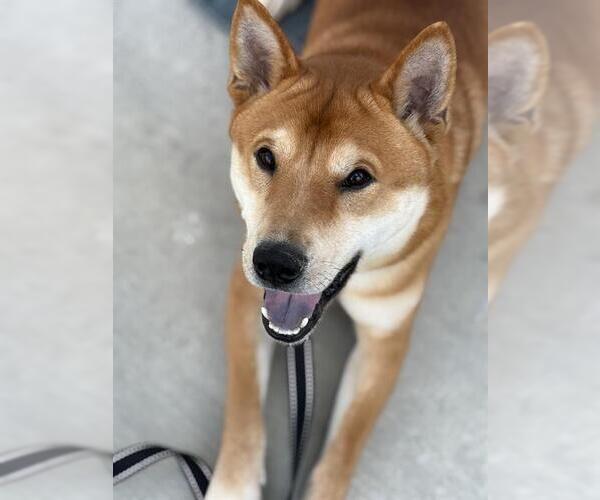 Medium Photo #4 Shiba Inu-Unknown Mix Puppy For Sale in Rosenberg, TX, USA