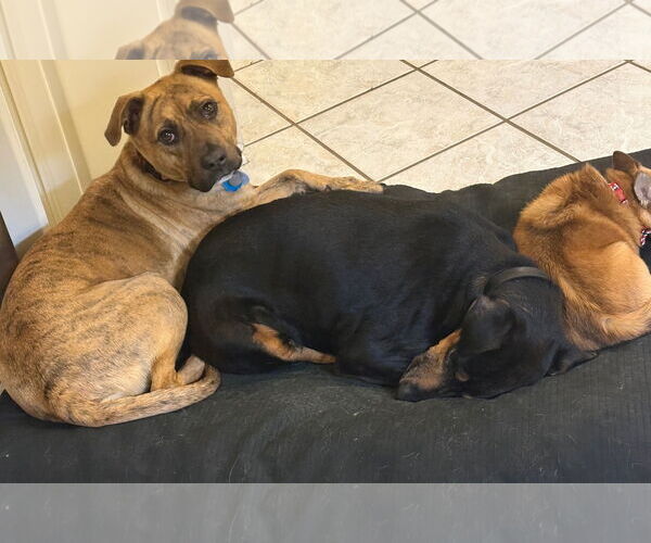 Medium Photo #2 Mutt Puppy For Sale in Columbia, SC, USA