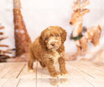 Small Photo #1 Cocker Spaniel-Poodle (Miniature) Mix Puppy For Sale in WARSAW, IN, USA