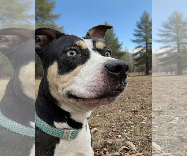Medium Photo #5 Australian Shepherd-Unknown Mix Puppy For Sale in Rustburg, VA, USA