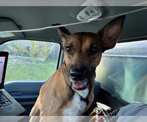 German Shepherd Dog-Unknown Mix Dogs for adoption in Grand Prairie, TX, USA