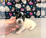 Image preview for Ad Listing. Nickname: Tiny Brooklyn