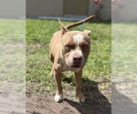 Small #1 American Pit Bull Terrier Mix
