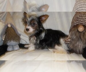Biewer Terrier Puppy for sale in HILLSBORO, OR, USA