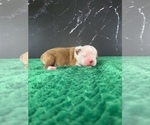 Small Photo #80 Boston Terrier Puppy For Sale in TULARE, CA, USA