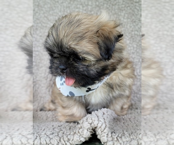 Medium Photo #8 Shih Tzu Puppy For Sale in MANES, MO, USA