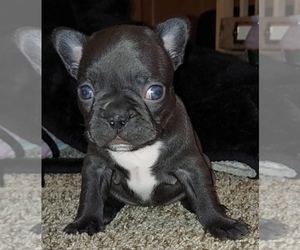 French Bulldog Puppy for sale in VICTORVILLE, CA, USA