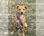 Small #8 Australian Shepherd-Feist Terrier Mix