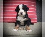 Puppy Jackson Bernese Mountain Dog