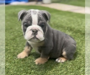 English Bulldog Puppy for sale in DALLAS, TX, USA