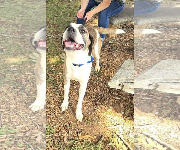 Medium Photo #7 Mutt Puppy For Sale in Rustburg, VA, USA