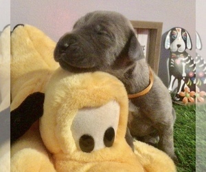 Great Dane Puppy for sale in BANGOR, WI, USA