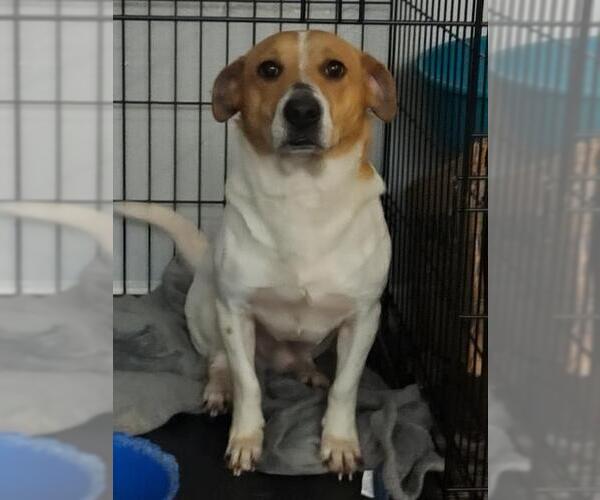 Medium Photo #1 Mutt Puppy For Sale in San Antonio, TX, USA