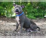 Small #1 American Pit Bull Terrier