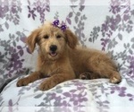 Small Photo #16 Aussiedoodle Puppy For Sale in LAKELAND, FL, USA