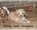 Small #3 Cock-A-Poo