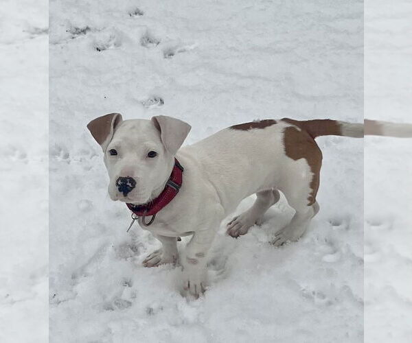Medium Photo #2 Dachshund-Unknown Mix Puppy For Sale in Mount Laurel, NJ, USA