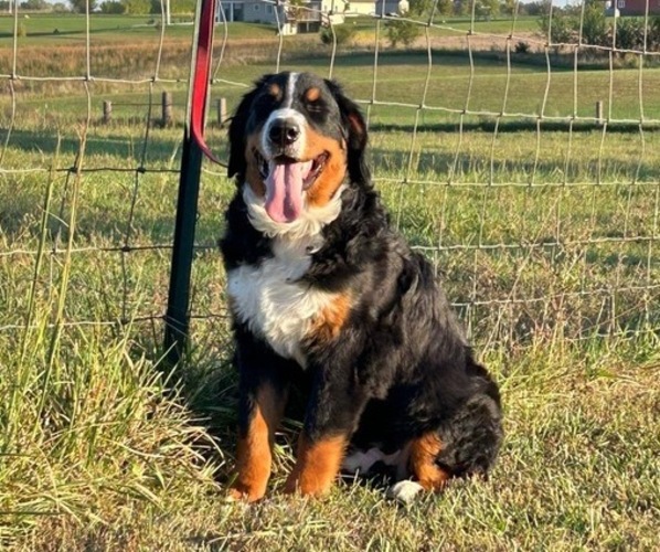 Medium Photo #1 Bernese Mountain Dog Puppy For Sale in KIRKSVILLE, MO, USA