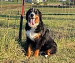 Small Bernese Mountain Dog