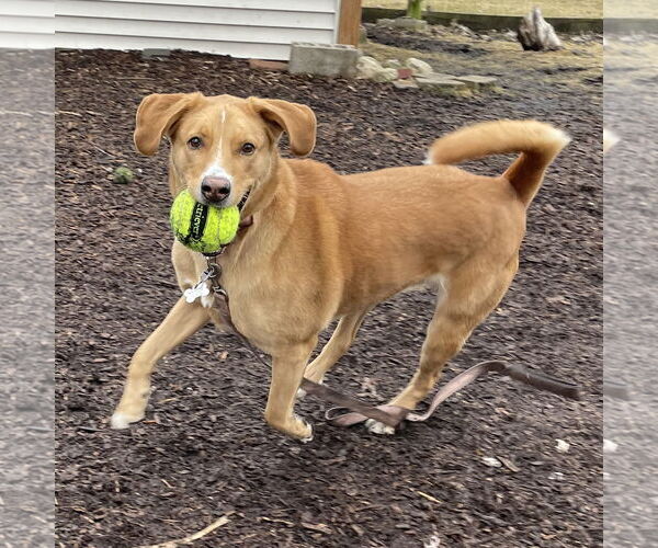 Medium Photo #10 Labrenees Puppy For Sale in Techny, IL, USA