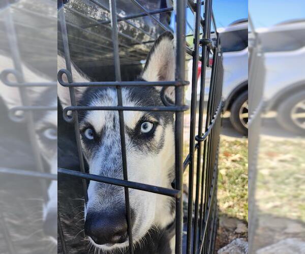 Medium Photo #1 Siberian Husky-Unknown Mix Puppy For Sale in San Antonio, TX, USA