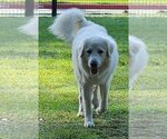 Small Photo #47 Great Pyrenees Puppy For Sale in Spring, TX, USA