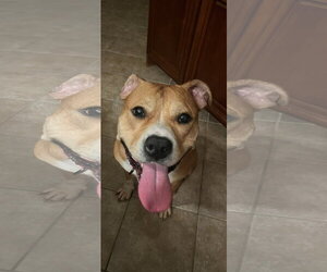 Staffordshire Bull Terrier-Unknown Mix Dogs for adoption in Cliffwood, NJ, USA