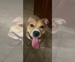 Small Staffordshire Bull Terrier Mix