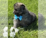 Small #3 Pomeranian