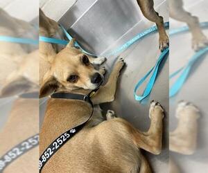 Chihuahua Dogs for adoption in Hanford, CA, USA