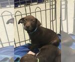 Small Labrador Retriever Mix
