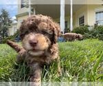 Puppy 2 Labradoodle