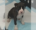 Litter of 7 - Male(s) and Female(s) BoxerLitter of Puppies for Sale - Photo #5