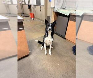 Border Collie-Unknown Mix Dogs for adoption in Sacramento, CA, USA