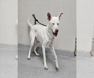 German Shepherd Dog Dogs for adoption in Pasadena, TX, USA