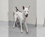 FLURRY - Male German Shepherd Dog Dog for Adoption - Small photo