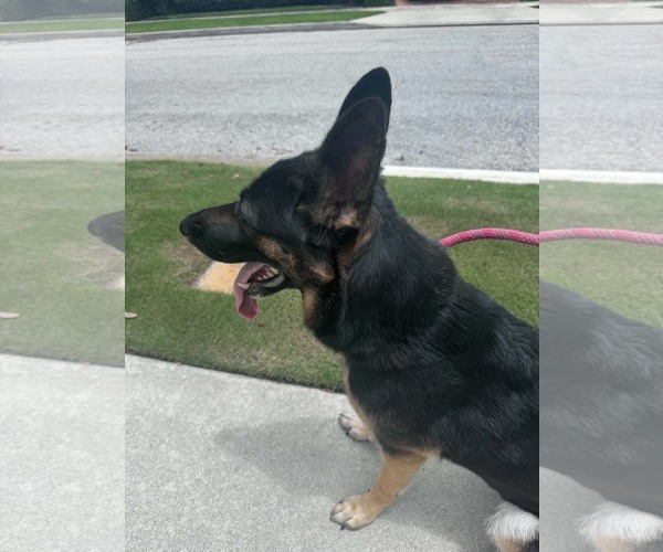 Medium Photo #3 German Shepherd Dog Puppy For Sale in Plantation, FL, USA