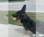 Small #2 German Shepherd Dog