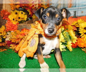 American Rat Pinscher Puppy for sale in HAMMOND, IN, USA