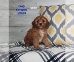 Puppy Cody Dachshund