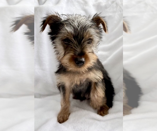 Medium Photo #1 Yorkshire Terrier Puppy For Sale in FAIR HAVEN, MI, USA