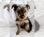 Small Yorkshire Terrier