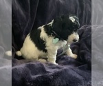 Small #1 Goldendoodle mix (+ Poodle Miniature)