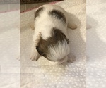 Small Photo #3 Shih Tzu Puppy For Sale in ARDEN, NC, USA
