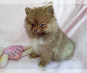 Medium Pomeranian