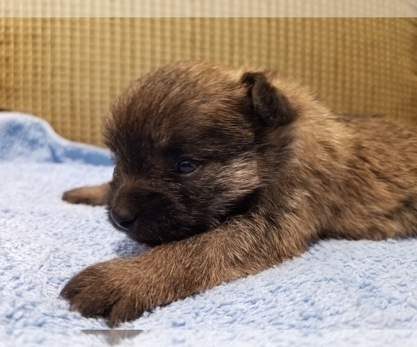 Medium Photo #3 Pom-A-Nauze Puppy For Sale in CANBY, OR, USA