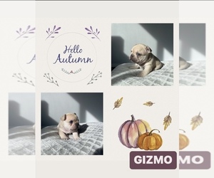 French Bulldog Puppy for sale in HOUSTON, TX, USA
