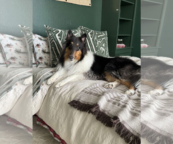 Medium Photo #1 Collie Puppy For Sale in Pueblo West, CO, USA